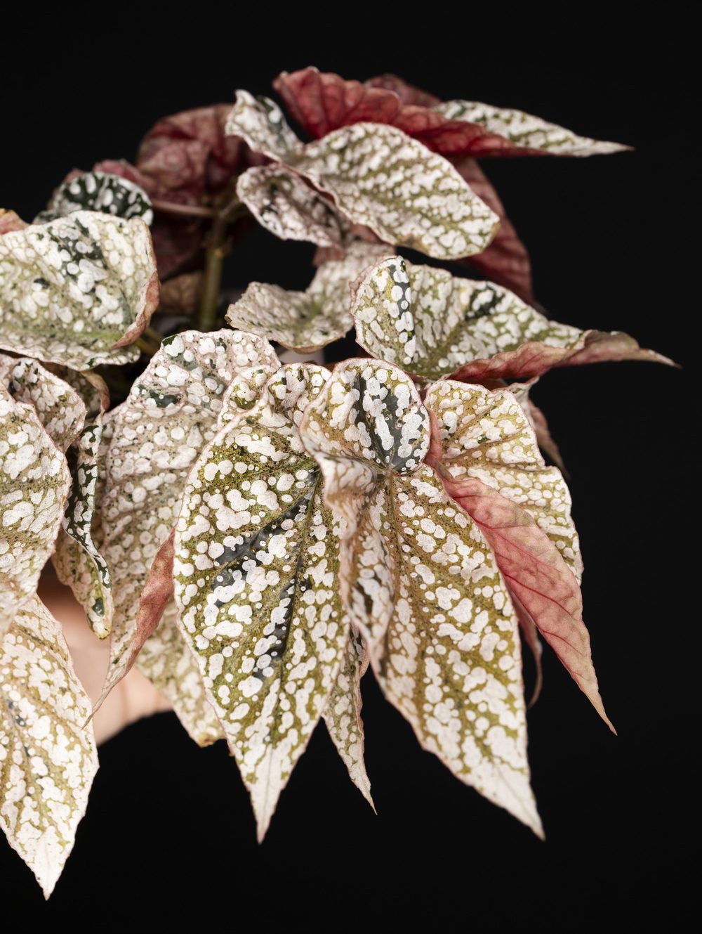 A variegated 'Snow Capped' begonia from the Two Nodes Three Leaves collection