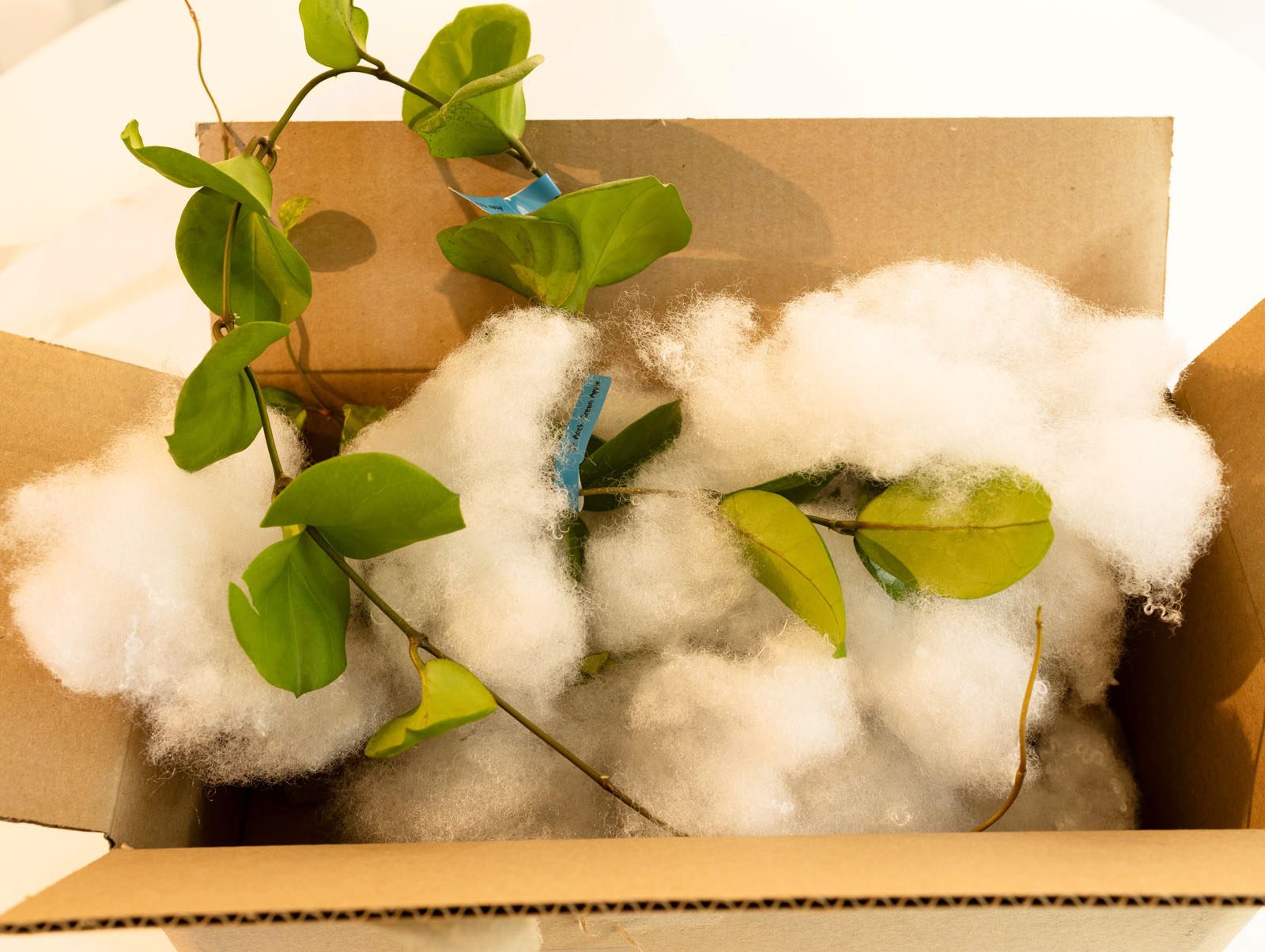 Buying Plants from Overseas — What You Need to Know