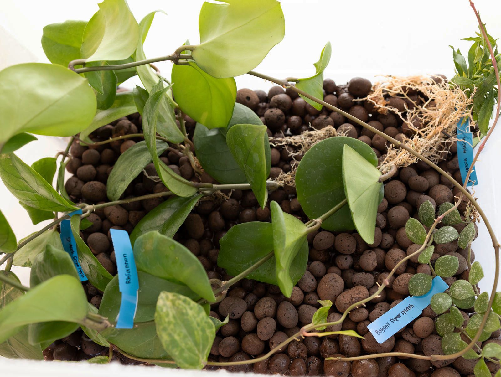 Imported Hoyas resting on a layer of LECA to rehydrate