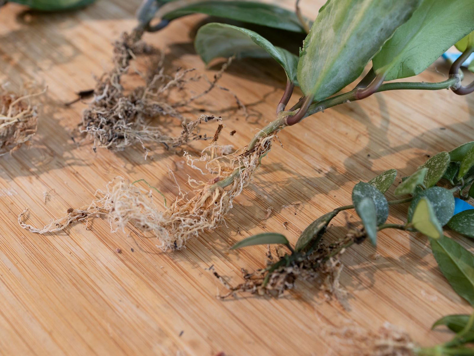 The roots plants arrive with — usually better to cut and start clean