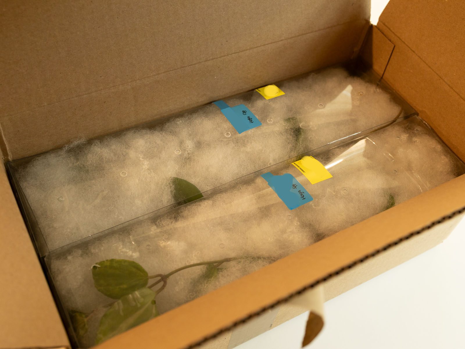 A box of imported plants as it arrived — plastic sleeves, wool packing, and 