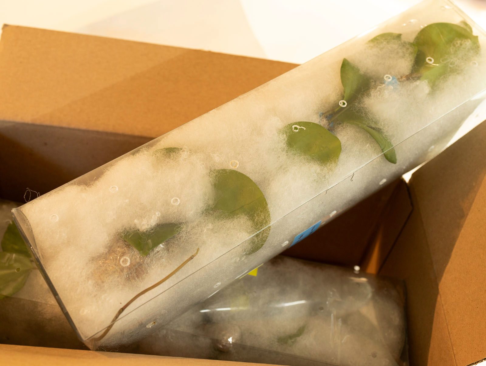 Cuttings wrapped in wool inside a clear sleeve — how they travel