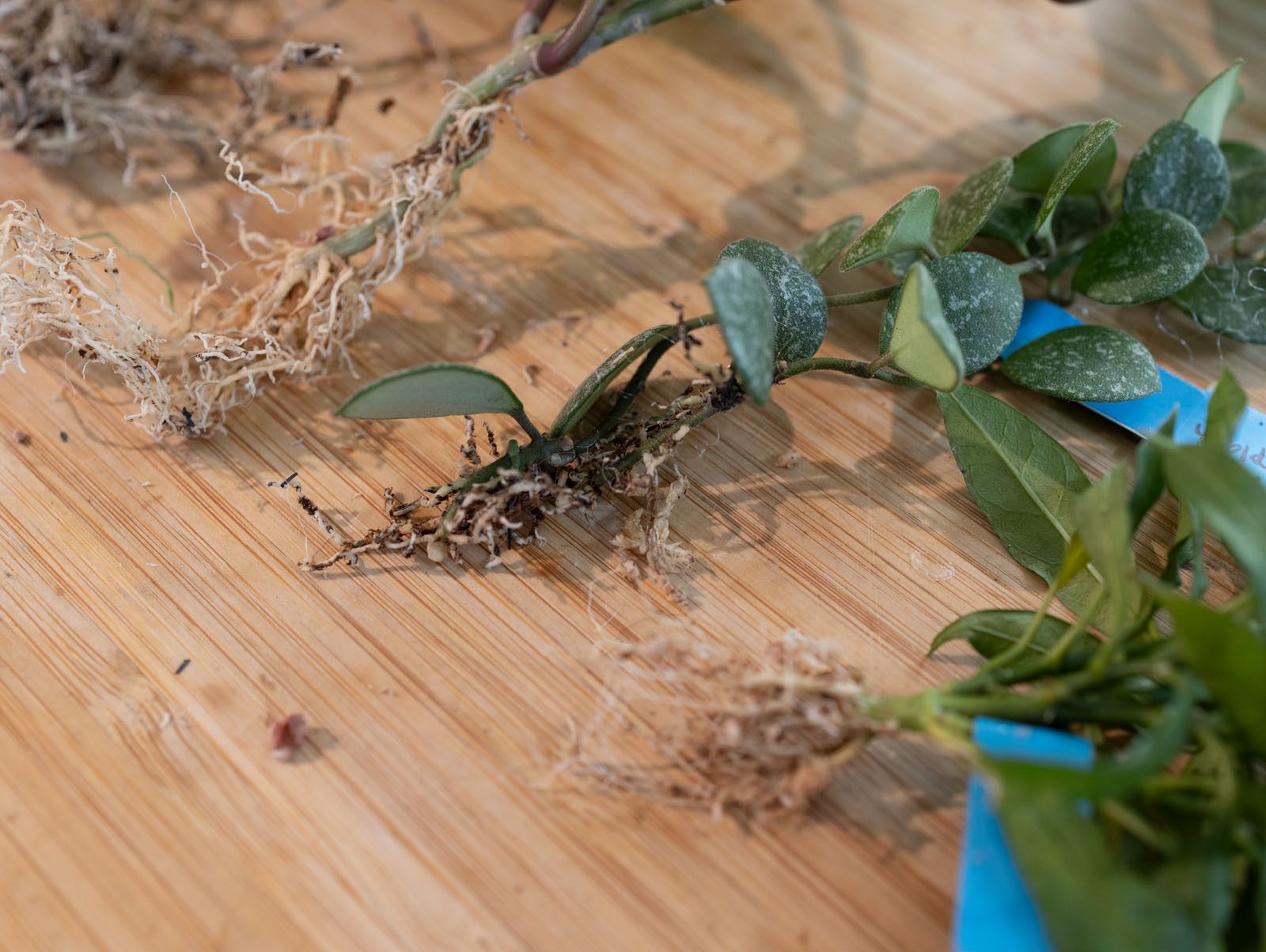 Imported Hoya roots after the moss came off — often not viable, so I start fresh