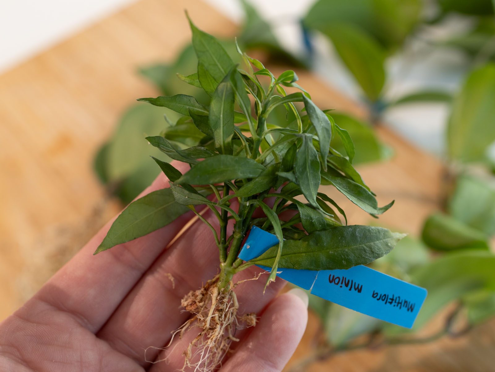A tiny, dehydrated Hoya cutting in my hand — this is what a 