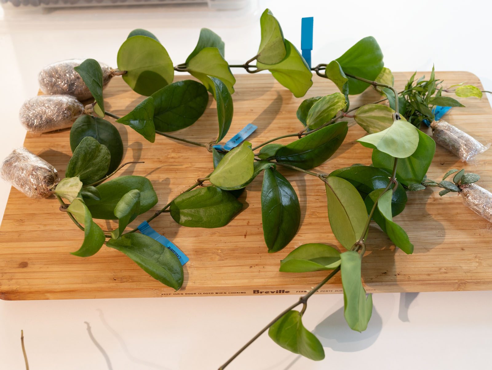 Unpacked Hoya cuttings laid out, some with their root balls still wrapped