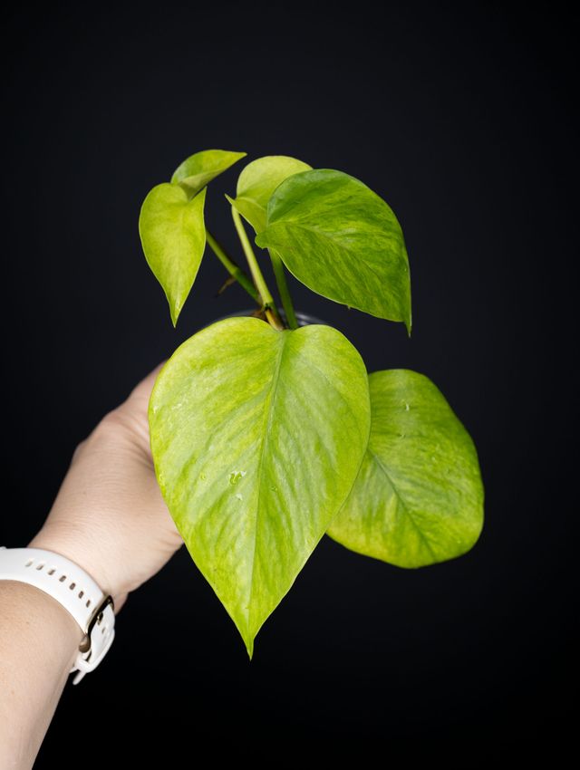 Epipremnum aureum 'Carnival' (Teruno)