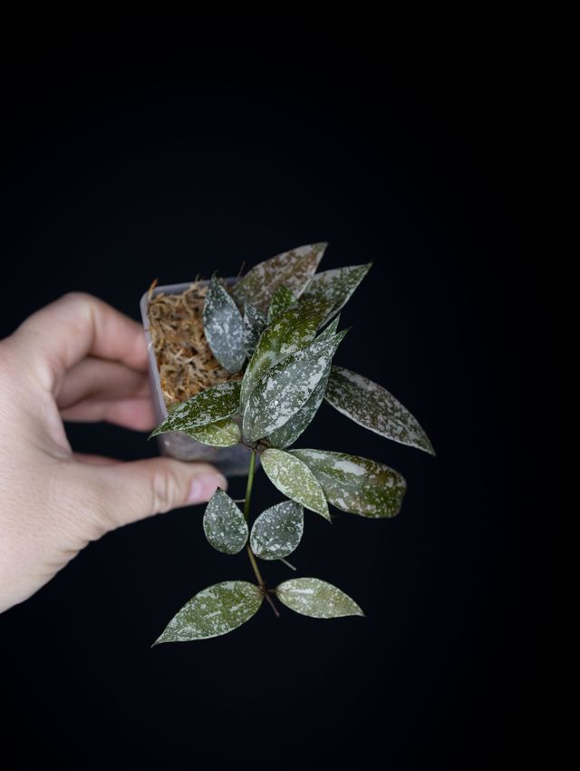 Hoya lacunosa 'Laos' Splash
