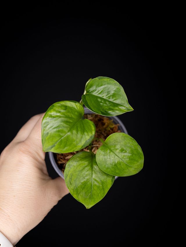Epipremnum aureum 'Olivia' Mint Manjula
