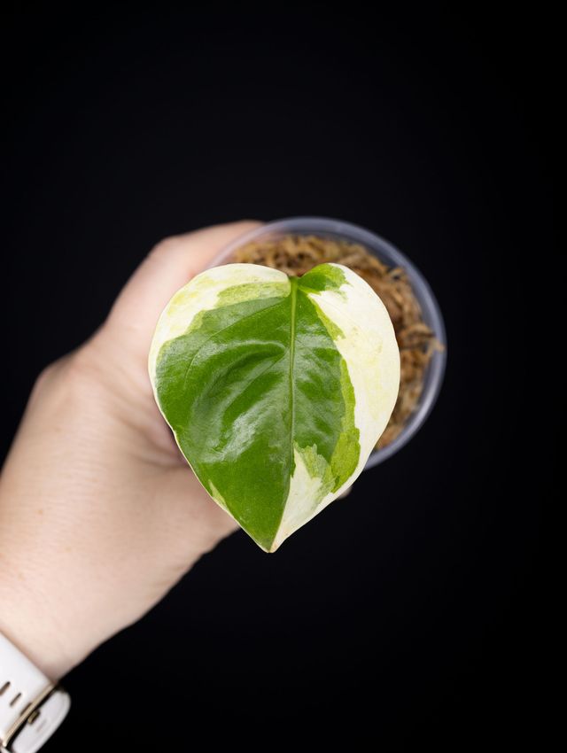 Epipremnum aureum 'Poonsin'