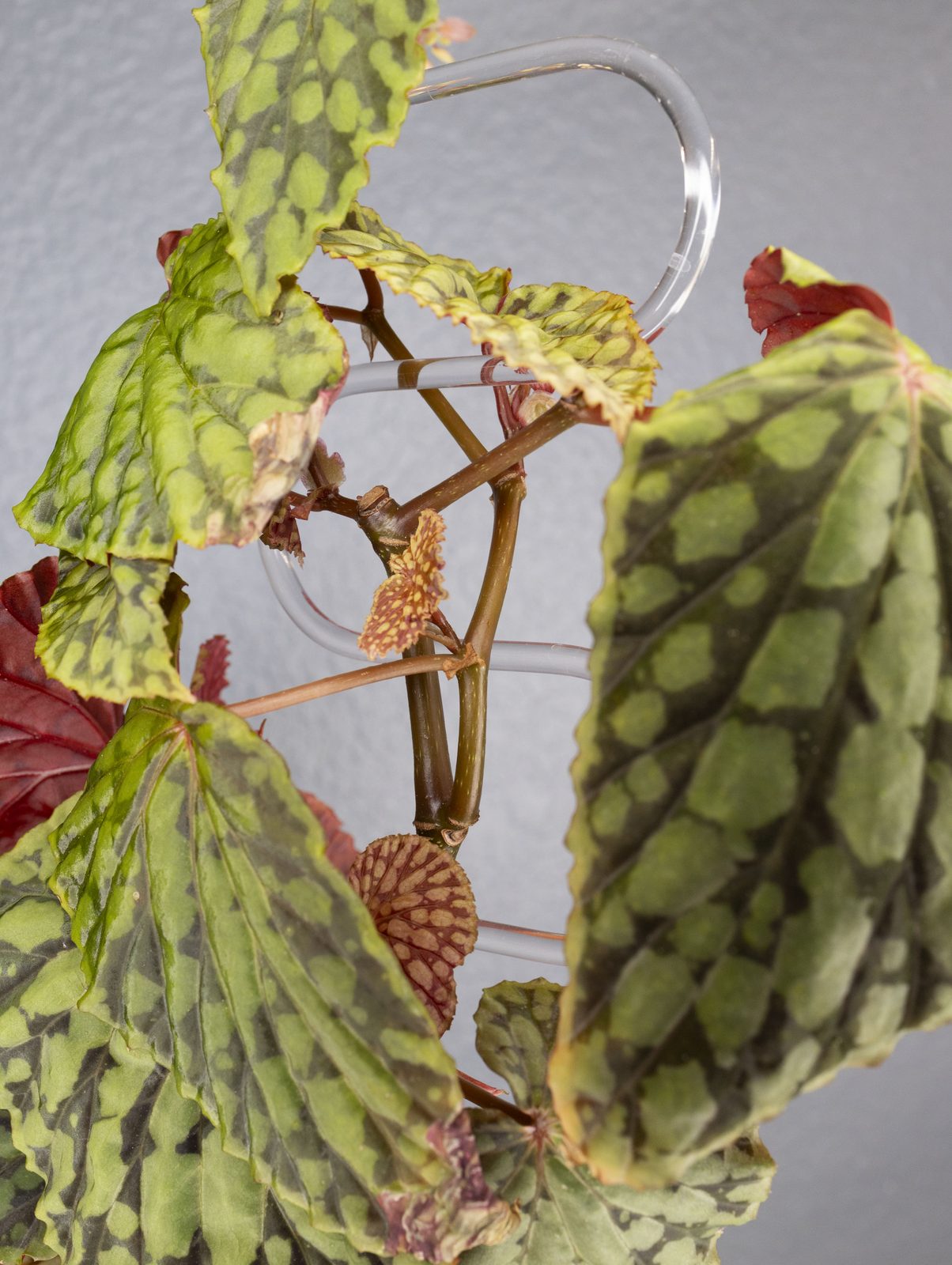 A begonia climbing a clear acrylic spiral support