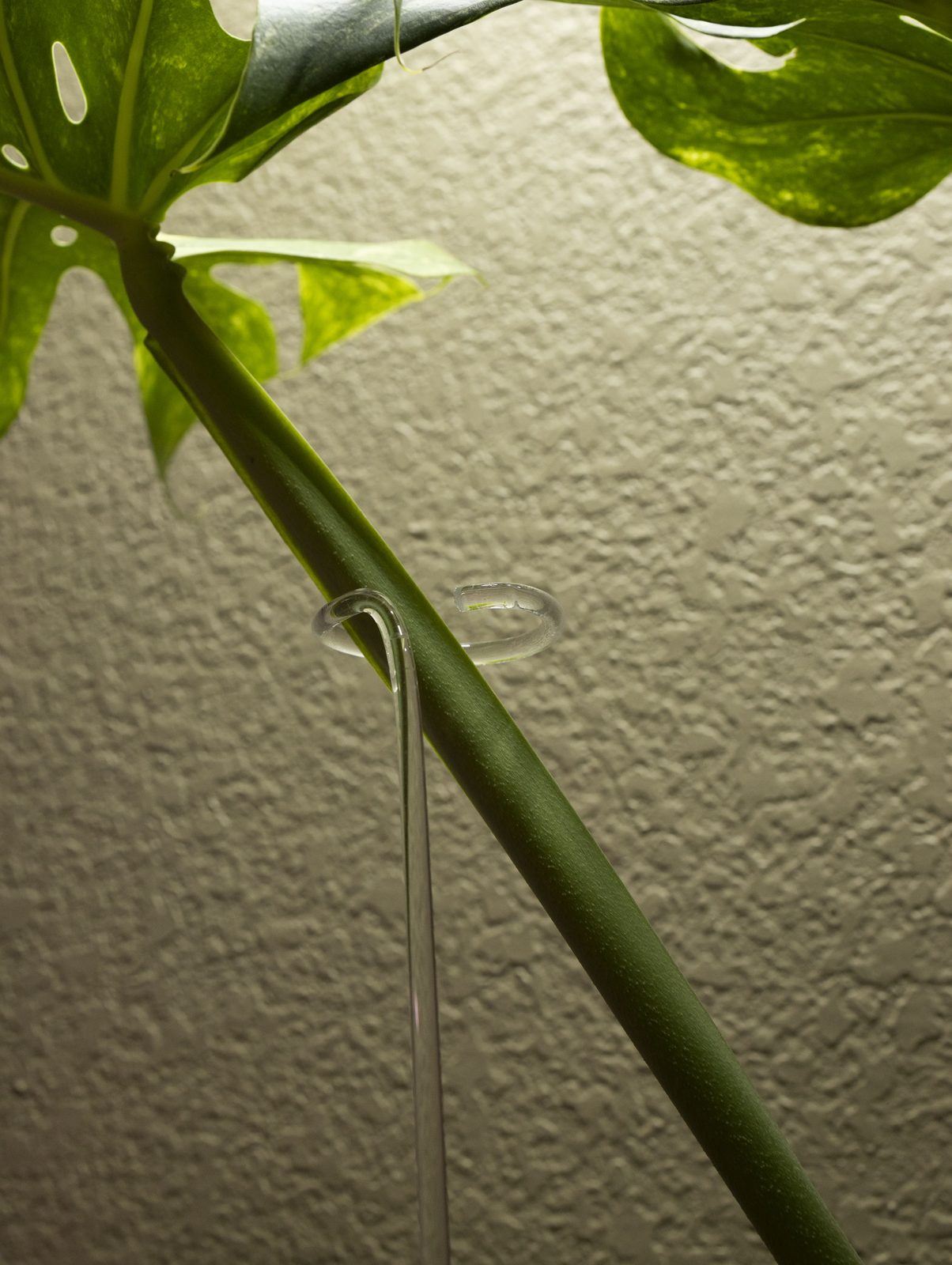 A clear clip holding a variegated Monstera stem to its support